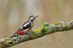 Oiseaux Pic épeiche (Dendrocopos major)