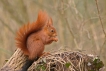 Mammifères Ecureuil roux (Sciurus vulgaris)