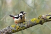 Oiseaux Pic épeiche (Dendrocopos major)