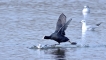 Oiseaux Foulque macroule (Fulica atra)