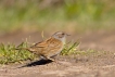 Oiseaux Accenteur mouchet (Prunella modularis)