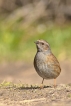 Oiseaux Accenteur mouchet (Prunella modularis)