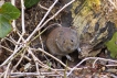 Mammifères Campagnol des bois (Myodes glareolus)