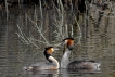 Oiseaux Grèbe huppé (Podiceps cristatus)