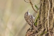 Oiseaux Grimpereau des jardins (Certhia brachydactyla)