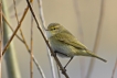 Oiseaux Pouillot véloce (Phylloscopus collybita)