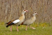 Oiseaux Ouette d\'Egypte (Alopochen aegyptiaca)