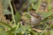 Oiseaux Grimpereau des jardins (Certhia brachydactyla)