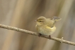 Oiseaux Pouillot véloce (Phylloscopus collybita)