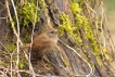 Oiseaux Troglodyte mignon (Troglodytes troglodytes)