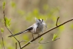 Oiseaux Mésange à longue queue (Aegithalos caudatus)