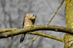 Oiseaux Faucon crécerelle (Falco tinnunculus)