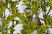 Oiseaux Fauvette à tête noire (Sylvia atricapilla)