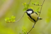 Oiseaux Mésange charbonnière (Parus major)