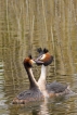 Oiseaux Grèbe huppé (Podiceps cristatus)