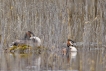 Oiseaux Grèbe huppé (Podiceps cristatus)