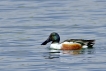 Oiseaux Canard souchet (Anas clypeata)