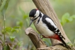 Oiseaux Pic épeiche (Dendrocopos major)