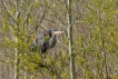 Oiseaux Héron pourpré (Ardea purpurea)