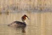 Oiseaux Grèbe huppé (Podiceps cristatus)