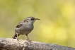 Oiseaux Grimpereau des jardins (Certhia brachydactyla)