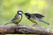 Oiseaux Mésange charbonnière (Parus major)