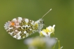 Insectes Aurore (anthocaris cardamines)