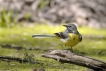 Oiseaux Bergeronnette des ruisseaux (Motacilla cinerea)