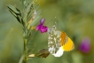 Insectes Aurore (anthocaris cardamines)