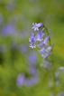 Flore Jacinthe des bois (Hyacinthoides non-scripta)