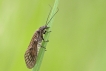 Insectes Sialis de la vase (Sialis lutaria)