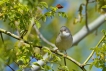 Oiseaux Fauvette grisette (Sylvia communis)