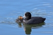 Oiseaux Foulque macroule (Fulica atra)