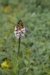 Flore Orchis pourpre (Orchis purpurea)