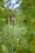 Flore Orchis pourpre (Orchis purpurea)