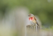 Oiseaux Linotte mélodieuse (Linaria cannabina)