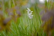 Flore orchis bouffon (Anacamptis morio)