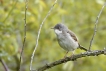 Oiseaux Fauvette grisette (Sylvia communis)