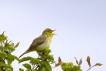 Oiseaux Hypolaïs polyglotte (Hippolais polyglotta)