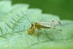 Insectes Mouche scorpion (Panorpa sp.)