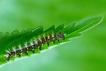 Insectes Robert-le-Diable (Polygonia c-album)