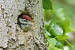 Oiseaux Pic épeiche (Dendrocopos major)