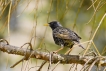 Oiseaux Etourneau sansonnet (Sturnus vulgaris)