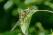 Insectes Cordulie bronzée (Cordulia aenea)