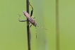 Insectes Punaise des genêts (Camptopus lateralis)