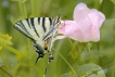 Insectes Flambé (Iphiclides podalirius)