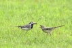 Oiseaux Bergeronnette grise (Motacilla alba)