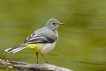 Oiseaux Bergeronnette des ruisseaux (Motacilla cinerea)