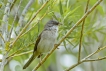 Oiseaux Fauvette grisette (Sylvia communis)