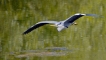 Oiseaux Héron cendré (Ardea cinerea)